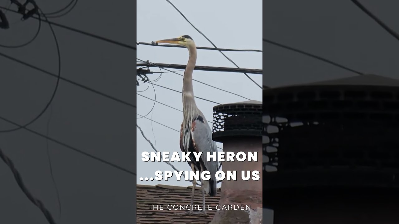 Heron Chronicles Part 10: Sneaky Heron Spying on Us