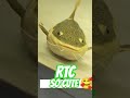 who he ate.√ #catfish #fishaquarium #fish #fyp