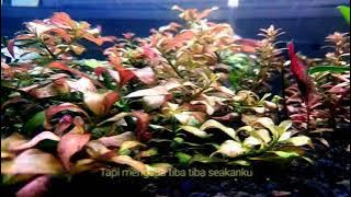 Daun Jatuh - Resah Jadi Luka (Story WA 30detik)