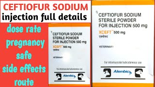 CEFTIOFUR sodium injection के पशुओं में उपयोग।। पशुओं में बच्चेदानी सफाई का सबसे अच्छा इंजेक्शन