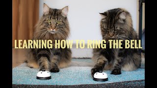 Roy and Moss learned how to ring a bell | Norwegian Forest Cats | Part 2