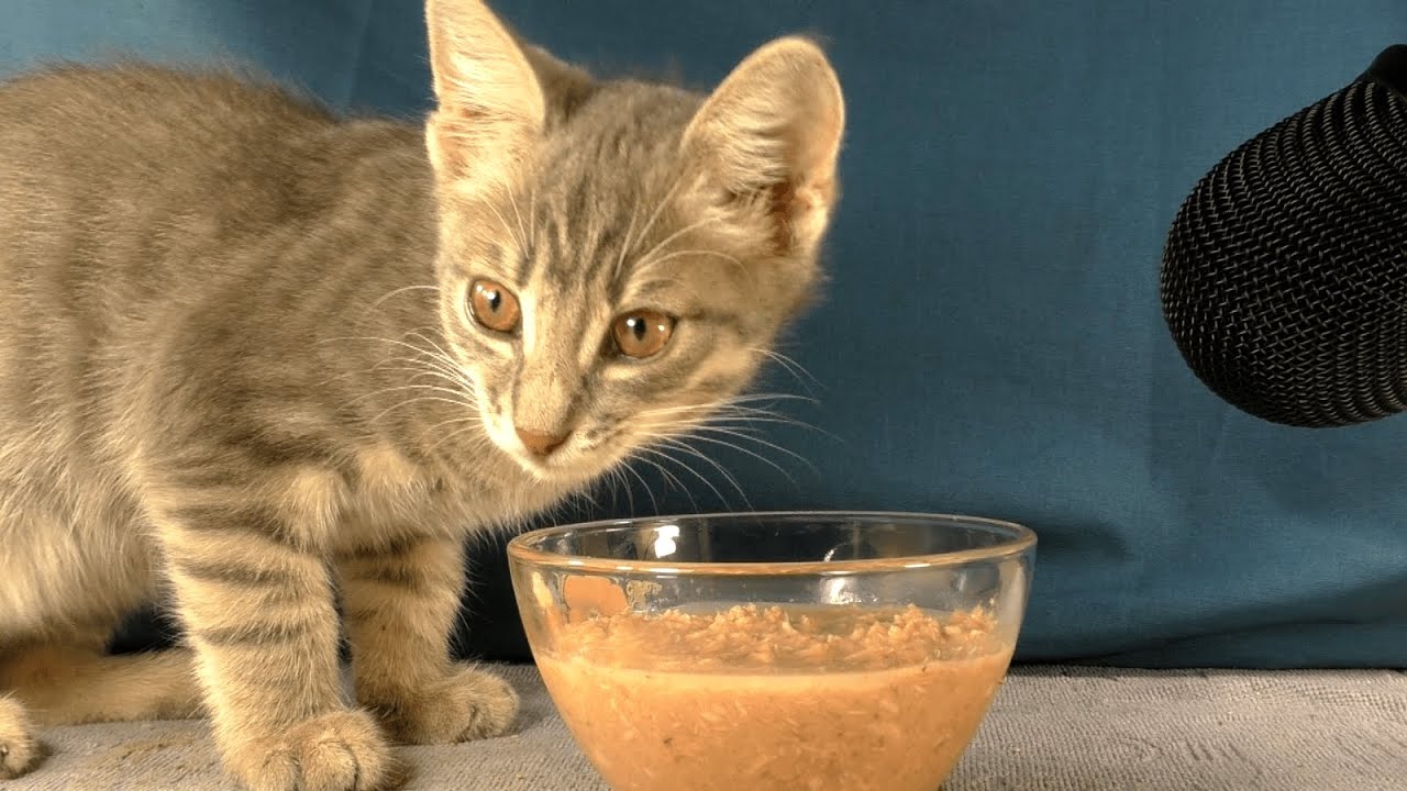 Cat ate spoiled wet food
