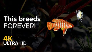 Creating An Infinite Supply Of Fish Food My Tank Ep. 3