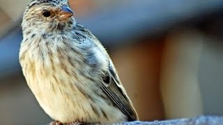 Suara Kicau Burung EDEL SANGER HERDA SANGER