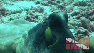 Octopus on similan islands, Thailand