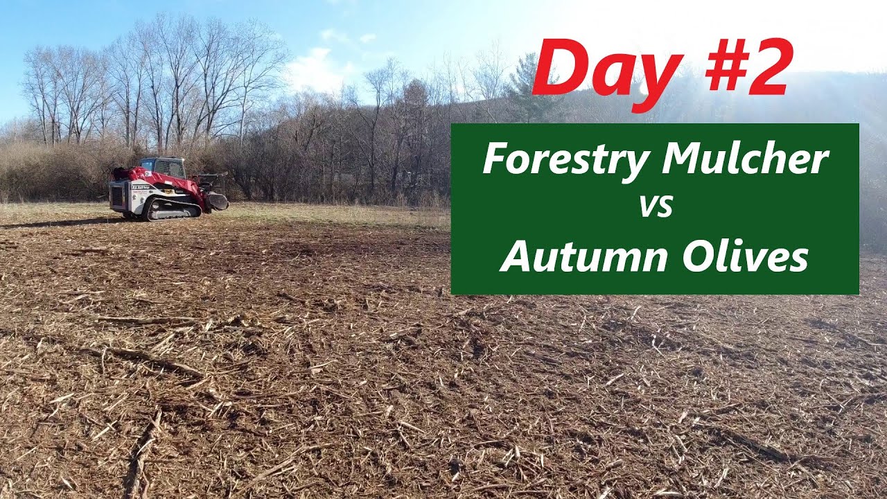 Forestry Mulcher vs Autumn Olives Day 2 Clearing a Hay Field YouTube