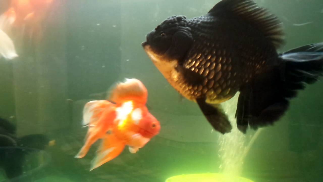 金魚 水槽 大型 Youtube