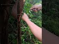 Fantastic Unique Bird Trap Using Wood Band #birds #shortsfeed #birdtrap