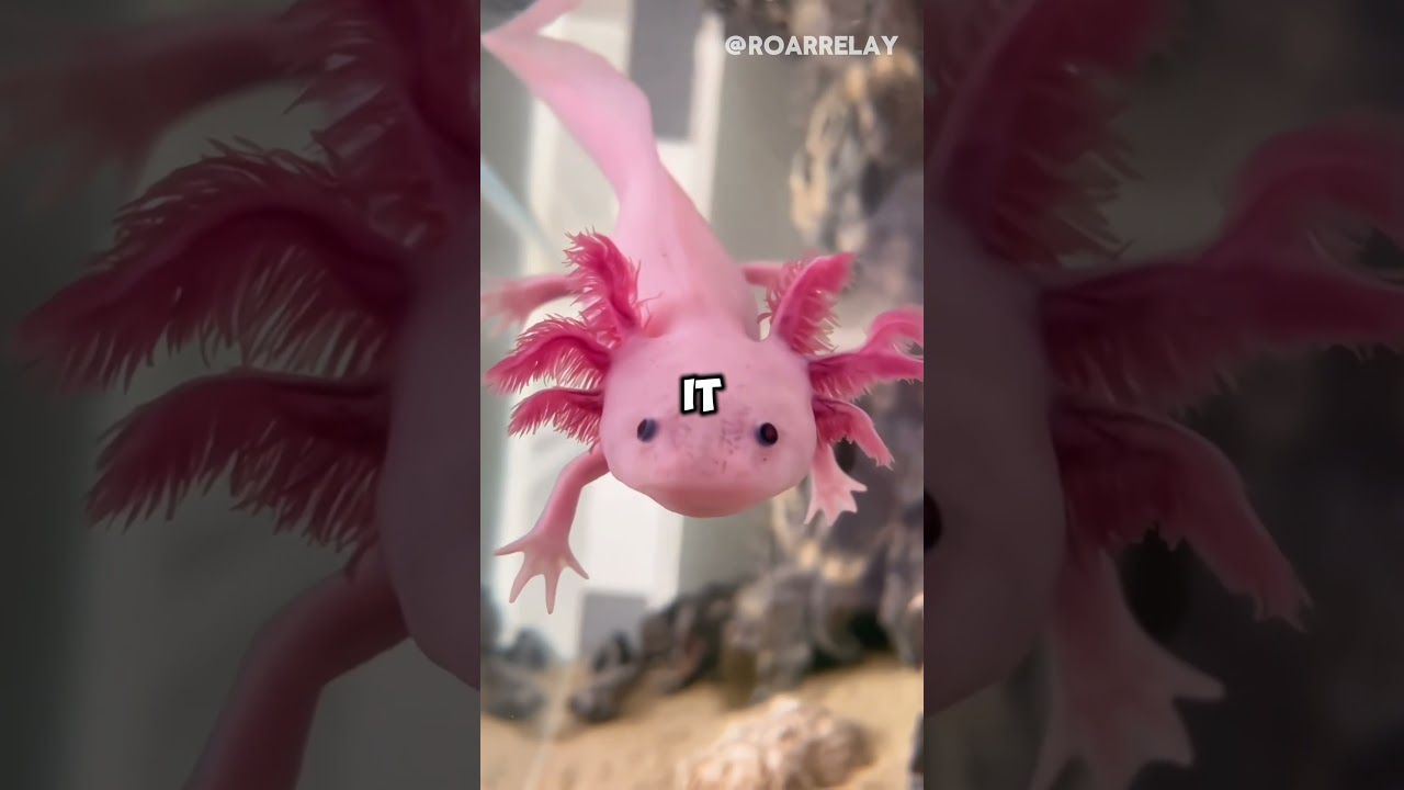 Top 5 Creatures That Can Regrow Their Entire Body