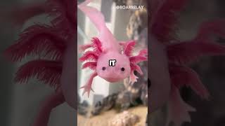 Top 5 Creatures That Can Regrow Their Entire Body
