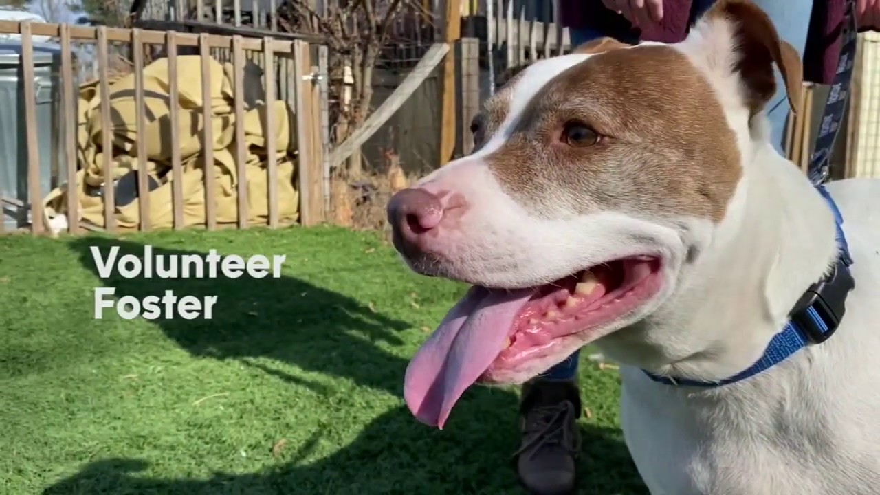 Consider helping older dogs at a local shelter - YouTube