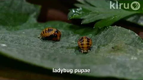 Ladybug larvae eating aphids|Trisha Shirey|Central...