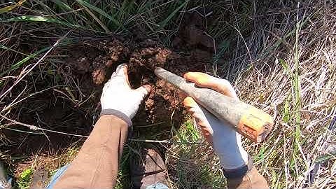 LIVE DIG ACTION!! Simplex Sp24 coil in very hot soil.