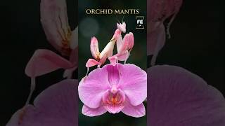 Nature’s Most Beautiful Assassin: The Orchid Mantis. #orchidmantis #naturetok #bugtok