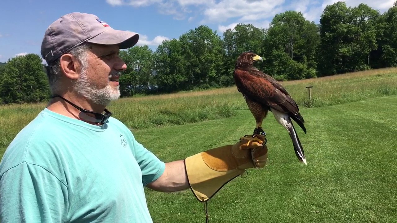Falconry in Woodstock VT YouTube