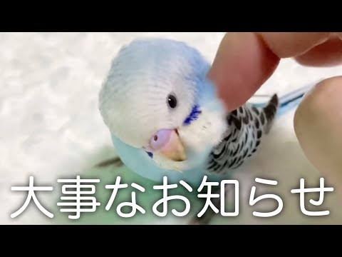 【セキセイインコ】お迎え1か月【一部、閲覧注意あり】