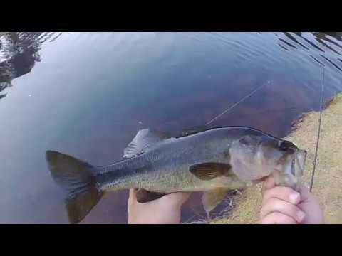Chatter bait with Berkeley Gulp 