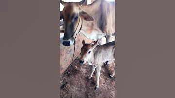cute cow and her calf adorable video #cow #cowvideos #babycow #cowcalf #cows #animals #youtubeshorts