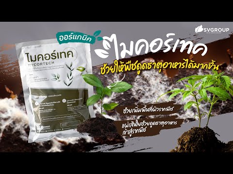 ไมคอร์ไรซ่าคืออะไร | SV GROUP