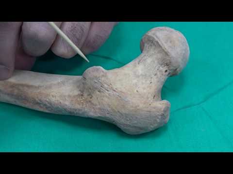 Anatomi Kemikler-Alt Ekstremite Kemikleri-Os Femur Anatomisi (kemikler anatomi)
