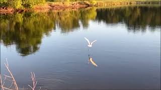 Great white egret flying low over lake #shorts