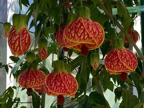 Video: Uyda Abutilon Va Poinsettiyani Etishtirish