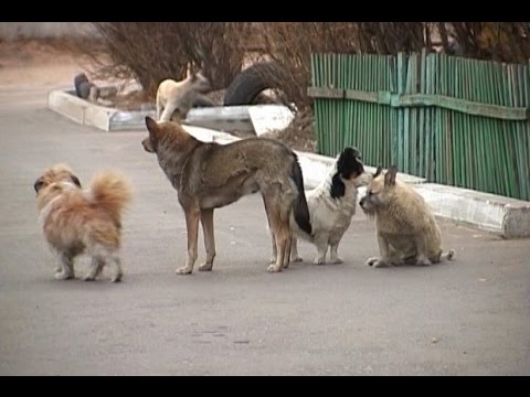 Собачий учёт