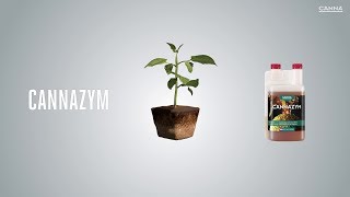 (US) CANNAZYM