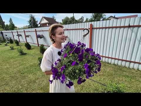 I WILL NEVER PLANT PETUNIAS THIS WAY AGAIN. 2026 EXPERIENCE.