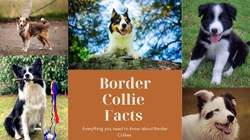 Border Collie Facts | Dogs 101 | Tips You Need To Know About Border Collies
