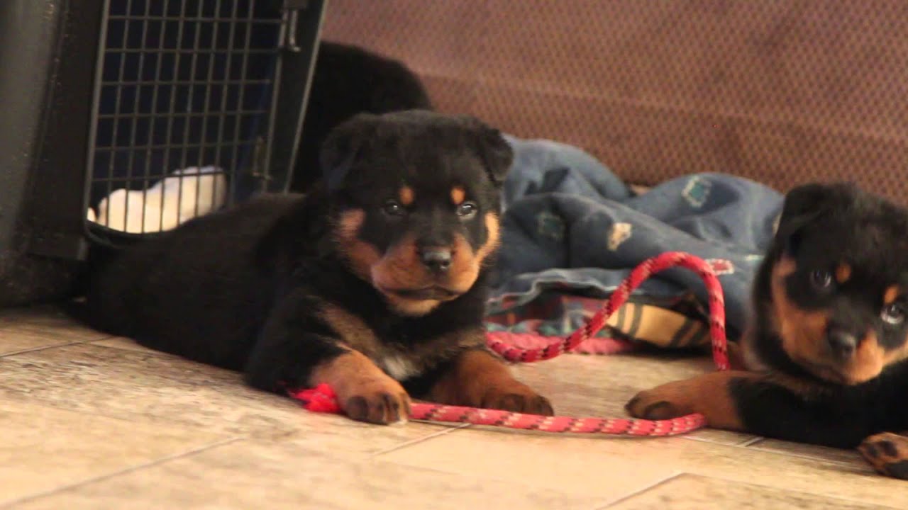 white patch on rottweiler chest