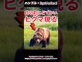 気づいたらヒグマが目の前にいて人生終わった…#熊 #ヒグマ #animals #動物 #おすすめのサムネイル