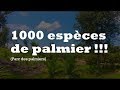 1000 Espèces De Palmiers Parc Des Palmiers 