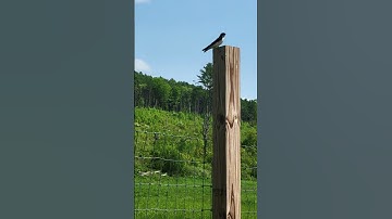 Tree Swallows check out our nesting boxes