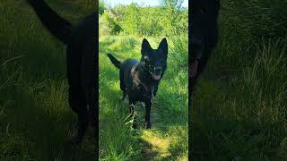 Black shepherd dog. Німецька вівчарка. #dog #dogs #shepherd #shepherddog #shepherdlove #gsdkennel