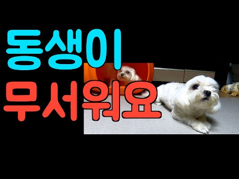 [<strong>Maltese</strong>] 498탄. 겁 많은 강아지 블루