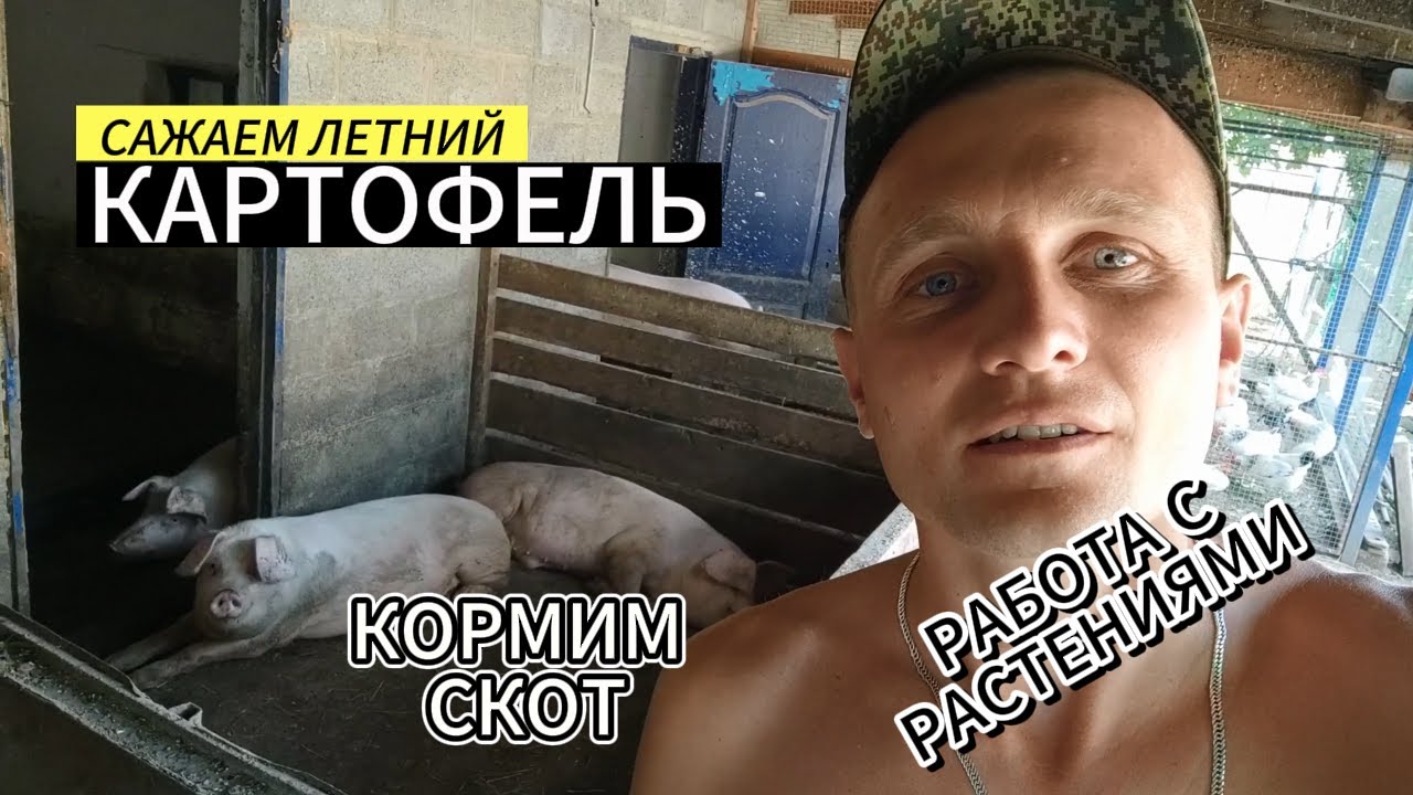 Сажаем летний картофель.Работа с растениями.Кормим скот. - YouTube