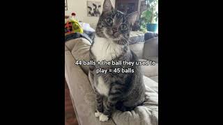 How the 45 minutes rule was made in football #catfunny #catmeme #georgieebom