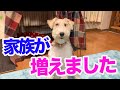 ワイヤーフォックステリアの里親になりました!エアデールテリアの麦の反応は? Wire fox terrier and Airedaleterrier MugiVlog15