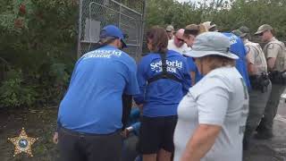 Three manatees released at Manatee Park after being rescued