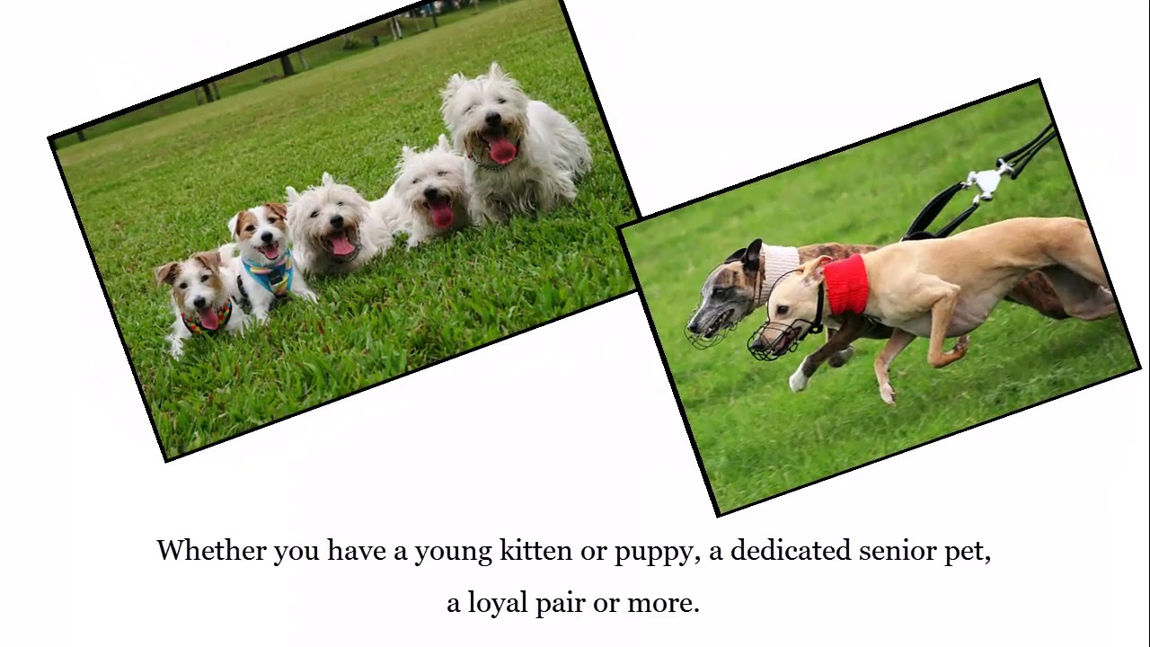 Pet Boarding Services YouTube