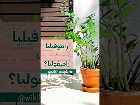 هر وقت یکی میگه زاموفیلیا احساس میکنم میگه پد فیلیا خواهش میکنم درست بگید زامیفولیا نه زاموفیلیا