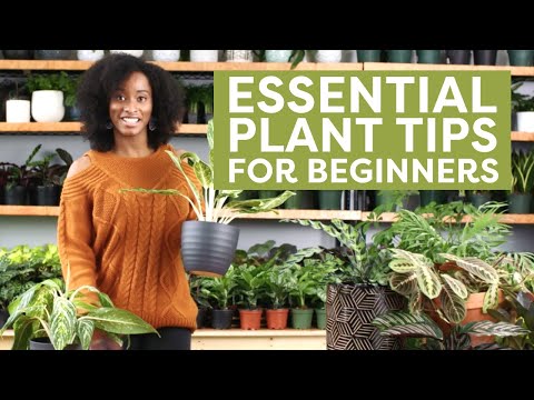Essential Plant Tips