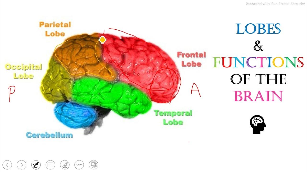 Function of occipital Lobe. Occipital Brain Lobe functions.