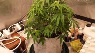 O.G. Kush Autoflowers day 40!  Intersex plant