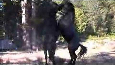 The Forest Boyz - We Need Eachother