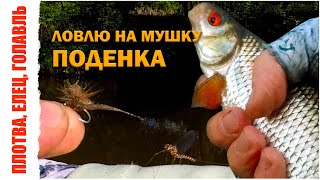 видео: Ловлю на мушку ПОДЕНКА. Весенняя ловля плотвы, ельца, голавля нахлыстом. Мушка Extended Body Mayfly. картинка: Ловлю на мушку ПОДЕНКА. Весенняя ловля плотвы, ельца, голавля нахлыстом. Мушка Extended Body Mayfly.