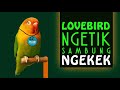 LOVEBIRD NGETIK SAMBUNG NGEKEK, Bagus Untuk pancingan suara Lovebird, membangkitkan mentalnya.....