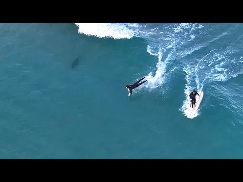 SURFING WITH SHARKS