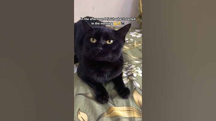 What do you do for living sir 😻🐈‍⬛🐾 #funny #shorts #cats #catmemes